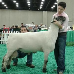 Meet your Posher, Brady